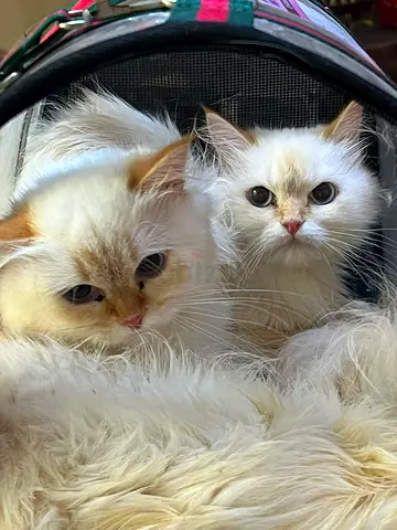 Cat for free adoption