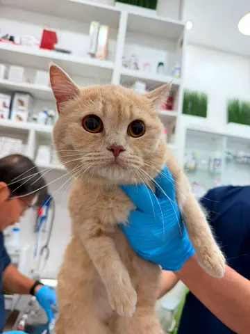Cats for adoption