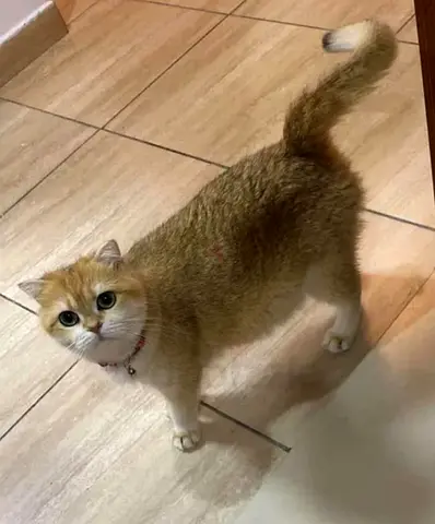 Golden British shorthair ny11 female cat