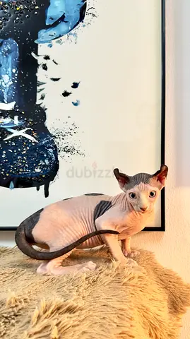 ELF SPHYNX CAT