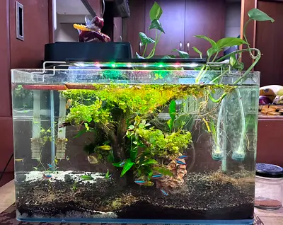 Planted Aquarium with Driftwood, Plants Small Fish - Ready Setup