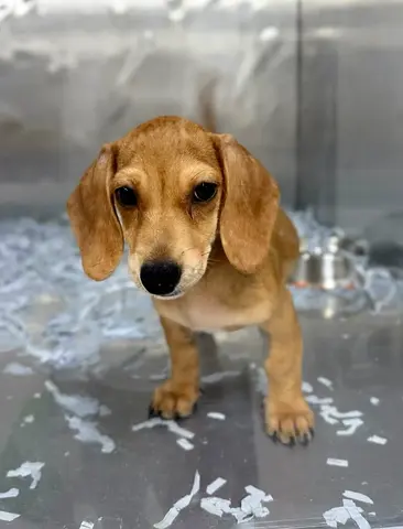 Young brown  puppy looking for a home — friendly and gentle ready for new home