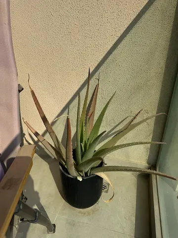 Large Outdoor Plants