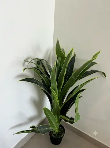 Large Green Potted Plant