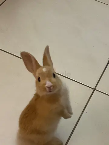 Baby bunny for free looking for loving home