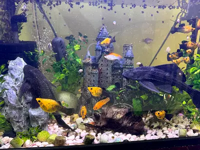 40 L Aquarium with some fish