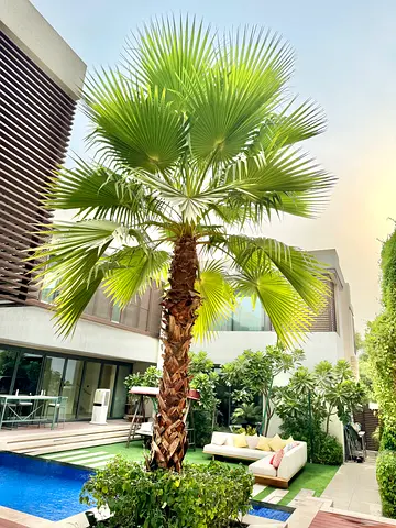 Washingtonia Palm / Mexican Fan Palm long and Thick lush green - Well maintained and loved