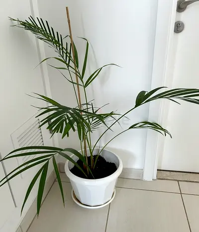 Palm with pot