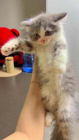 Fluffy 4 Monty -old female kitten looking for a home