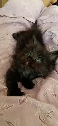 3 month old kitten