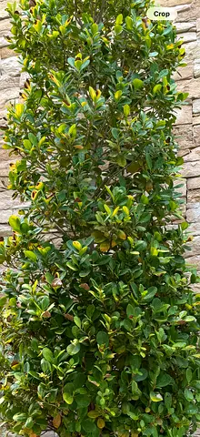 Real Ehretia Plant (Cone Shape) – 2 Metres Tall – Mature  Healthy with large pots.