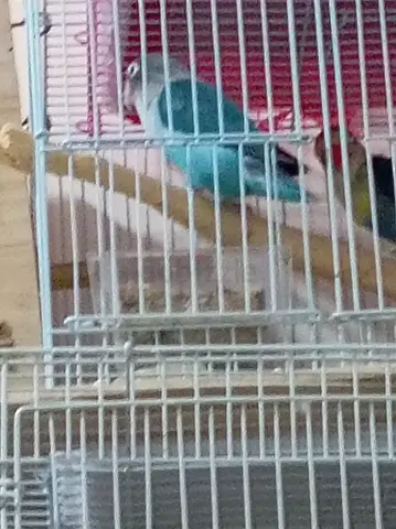 With 2 eggs male and female breeding pair fisher rare