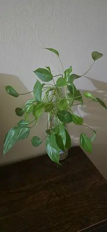 Green Indoor Plant