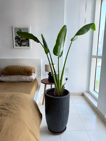 Palm of traveller