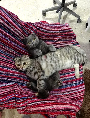 Three Friendly Scottish Fold Cats