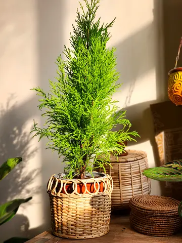 Lemon cypress indoor plant in rattan basket
