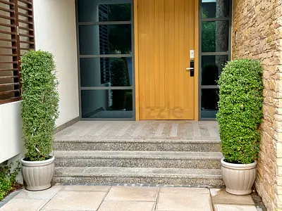2 Real Boxwood Topiary plants with Premium White Pots (1.3m  1.4m)