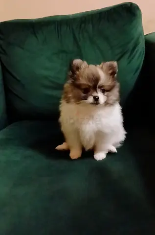 Pomeranian puppies