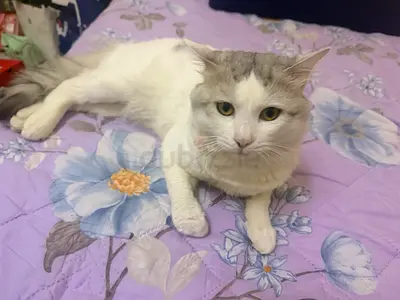 Friendly long-haired cat looking for a new home
