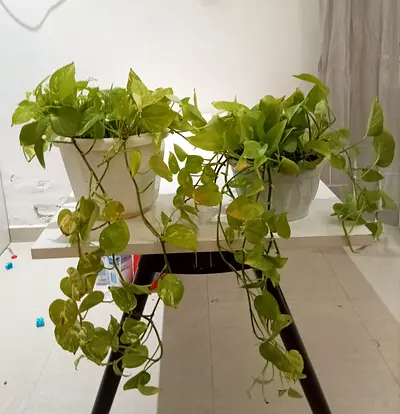 Beautiful potted money plant for sale