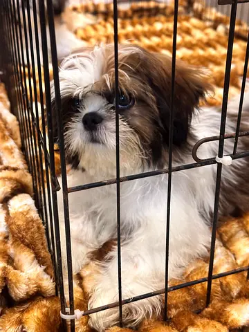 Dogs  for adoption