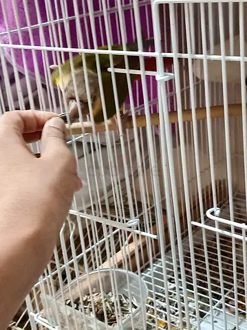 Breeding pair conure confirm male and female with ring
