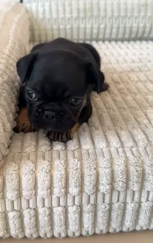 Frenchie puppy
