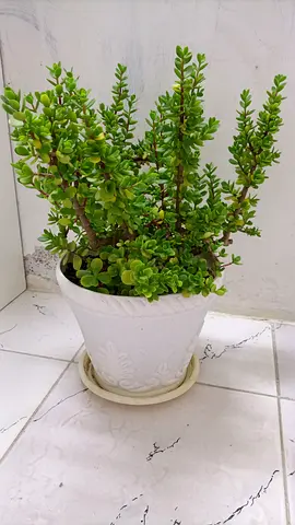 Jade plant