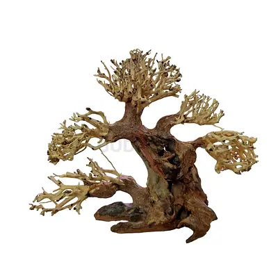 Aquarium Bonsai tree