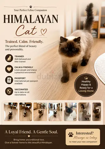 Cat Himalayan Looking for a New Home