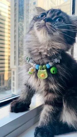 Siberian fold male Kitten