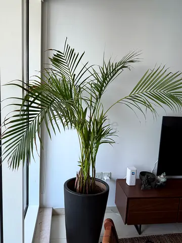 Areca palm