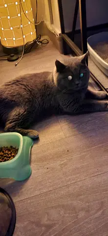 Handsome 1-Year-Old British Shorthair Boys – Past the Kitten Phase!