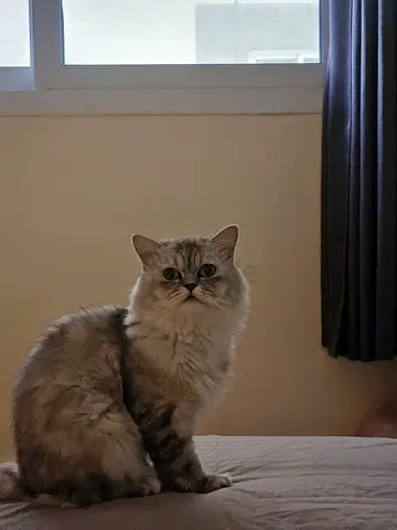 Super Friendly cat for adoption
