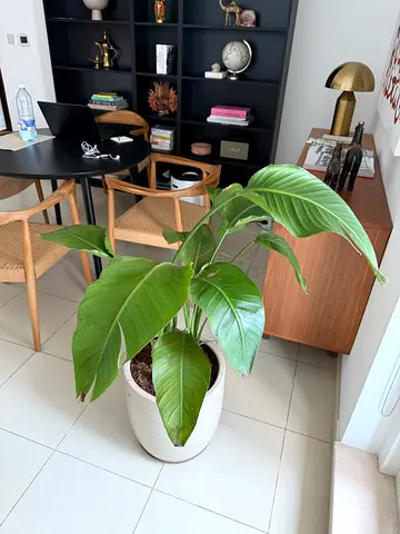 Birds of paradise plant