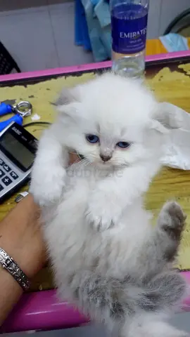 Scotish fold kittens for adoption