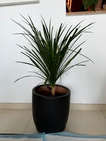 Yuka tree