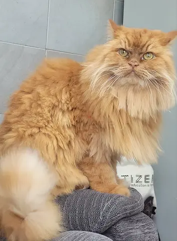 Pet