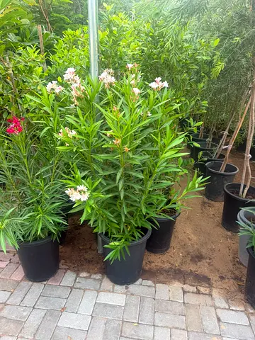 Potted Oleander Plants - Healthy Blooming Shrubs (Multiple Available)