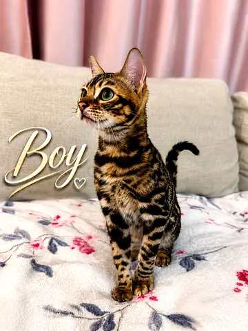 Bengal Cats