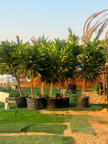 Large potted ornamental trees - mature, ready to plant (set available)