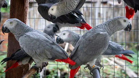 Africa Gray parrots