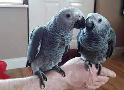 Pairs of African grey parrots