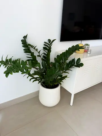 Large ZZ plant with planter