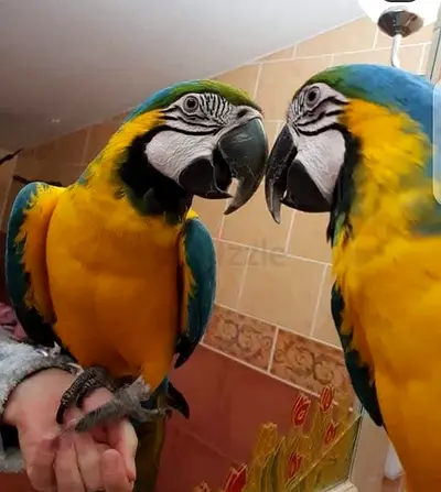 Pairs of macaw Gold and blue parrots