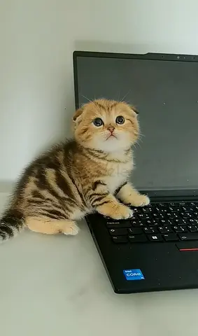 Pets