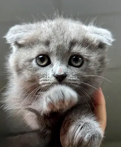 2 Month Scottish Fold Kitten