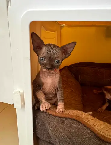 Sphynx kitten - 5weeks, healthy and playful
