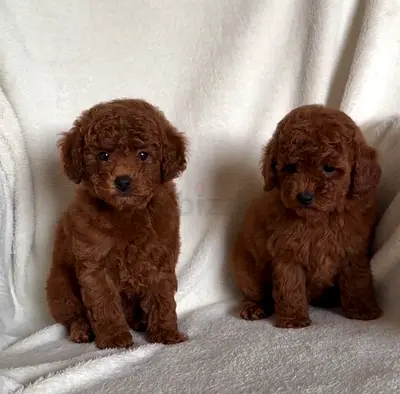 Toy poodles