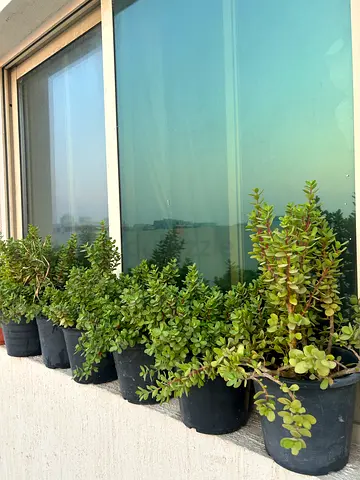 Live potted jade/succulent plants